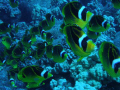   Schooling Racoon Fish  
